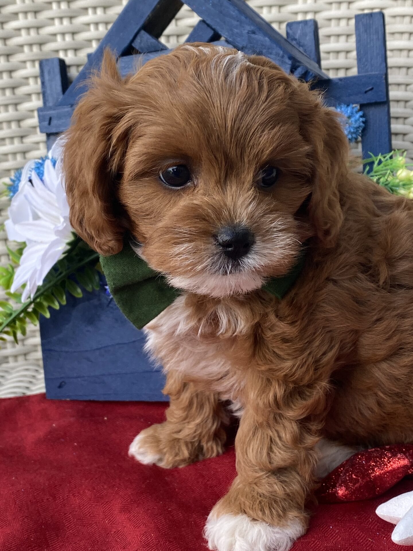Rocky - Micro Cavapoo Boy - Image 20