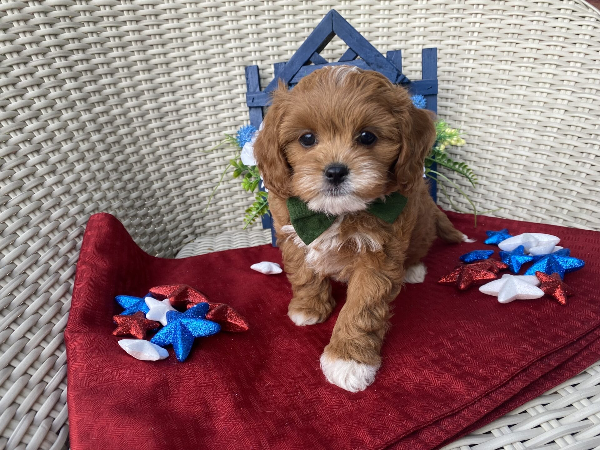 Rocky - Micro Cavapoo Boy - Image 23
