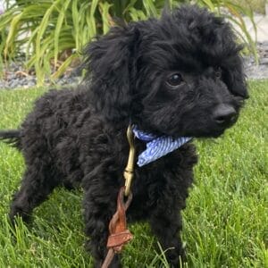 Hopper - Micro Labradoodle Boy