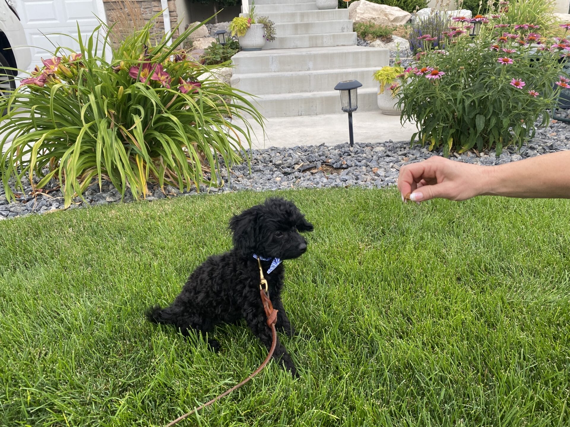 Hopper - Micro Labradoodle Boy - Image 33