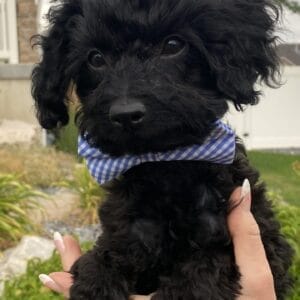 Hopper - Micro Labradoodle Boy