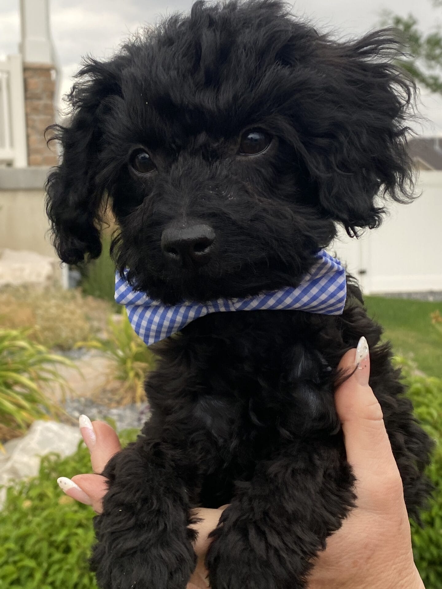 Hopper - Micro Labradoodle Boy