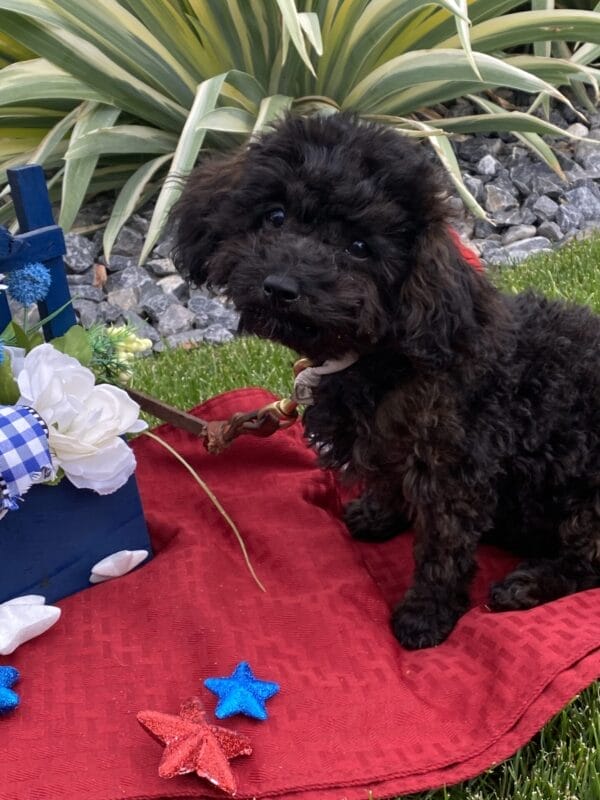 Daisy - Micro Labradoodle Girl - Image 34
