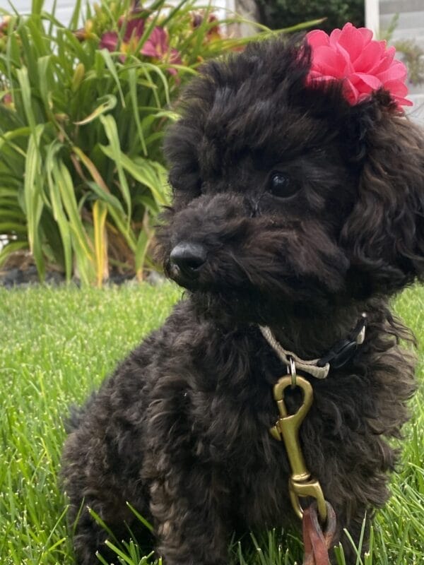 Daisy - Micro Labradoodle Girl - Image 33