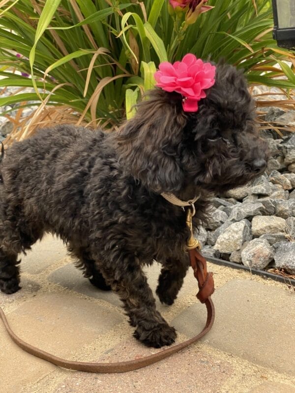Daisy - Micro Labradoodle Girl - Image 32