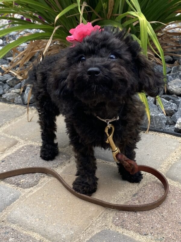 Daisy - Micro Labradoodle Girl - Image 31