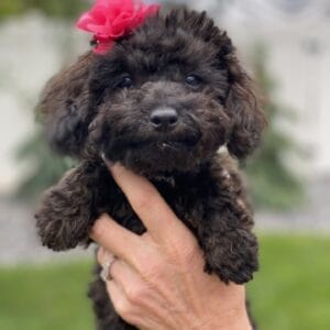 Daisy - Micro Labradoodle Girl