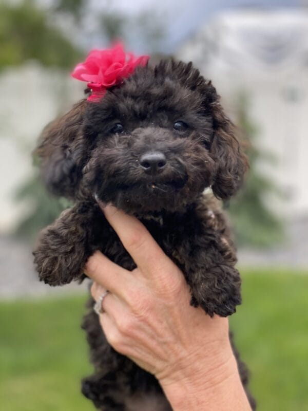 Daisy - Micro Labradoodle Girl