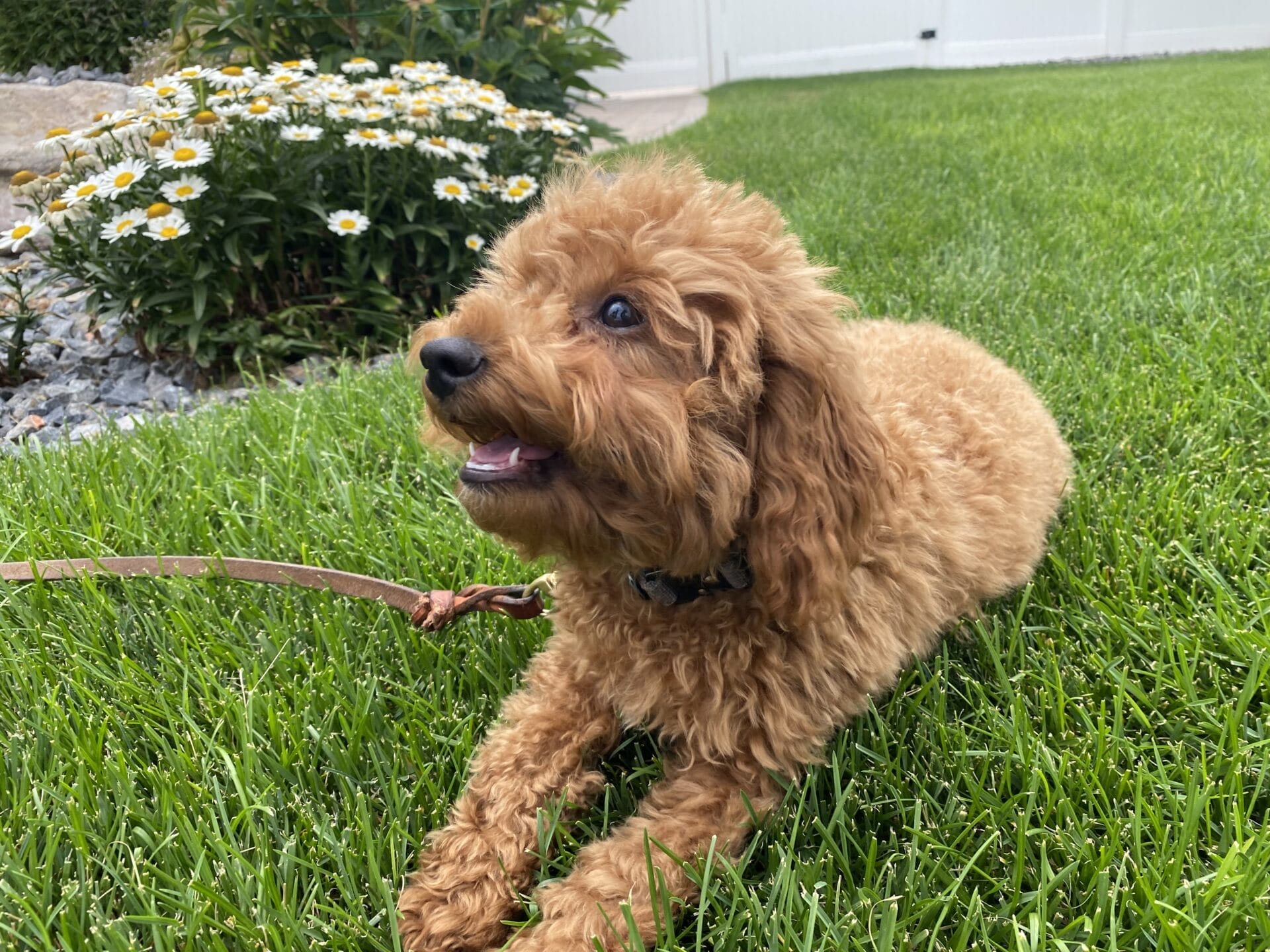 Forrest - Teacup Labradoodle Boy - Image 40