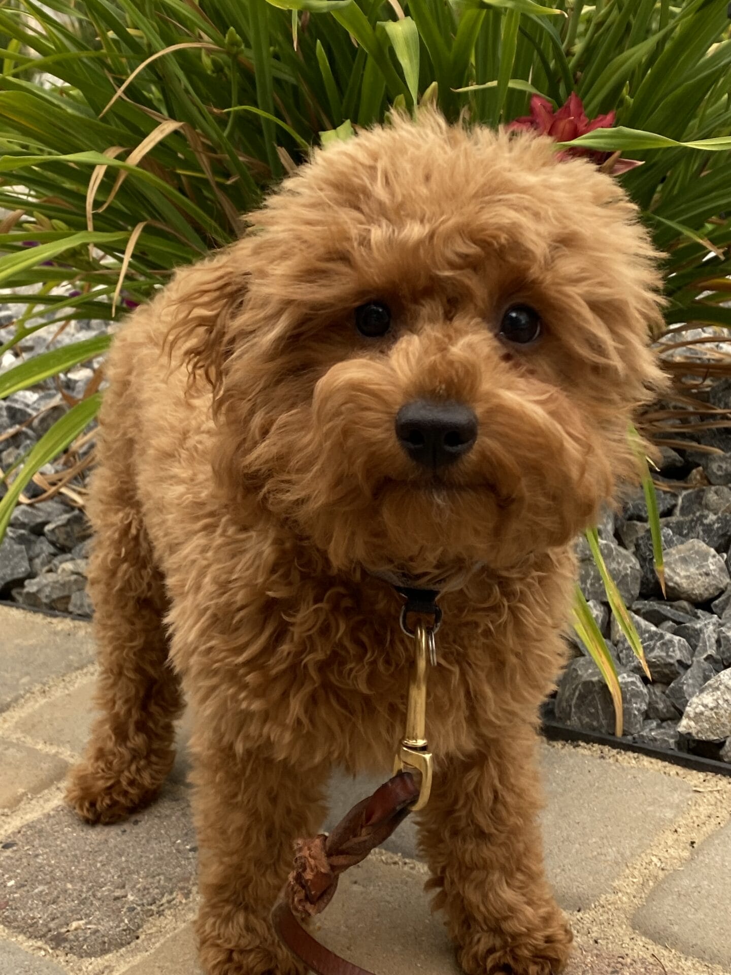 Forrest - Teacup Labradoodle Boy - Image 42