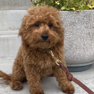 Forrest - Teacup Labradoodle Boy