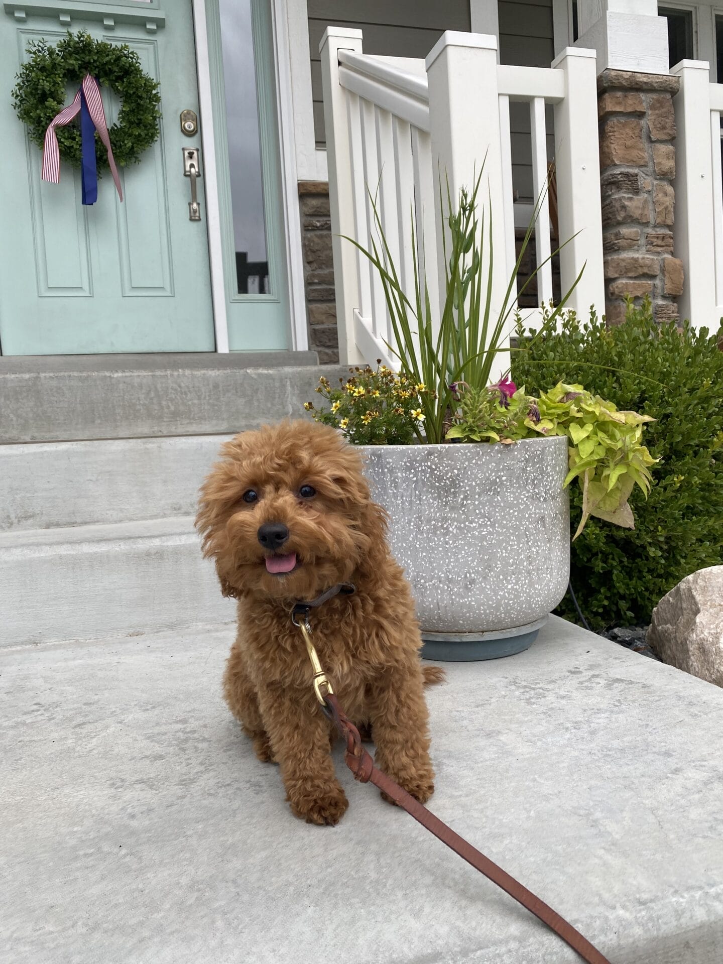Forrest - Teacup Labradoodle Boy - Image 41