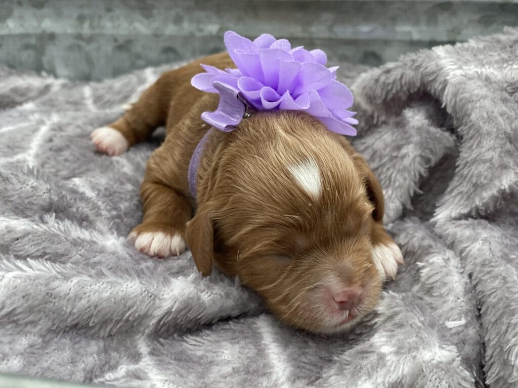 Cookie - Micro Cavapoo Girl