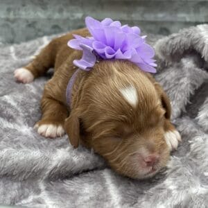Cookie - Micro Cavapoo Girl