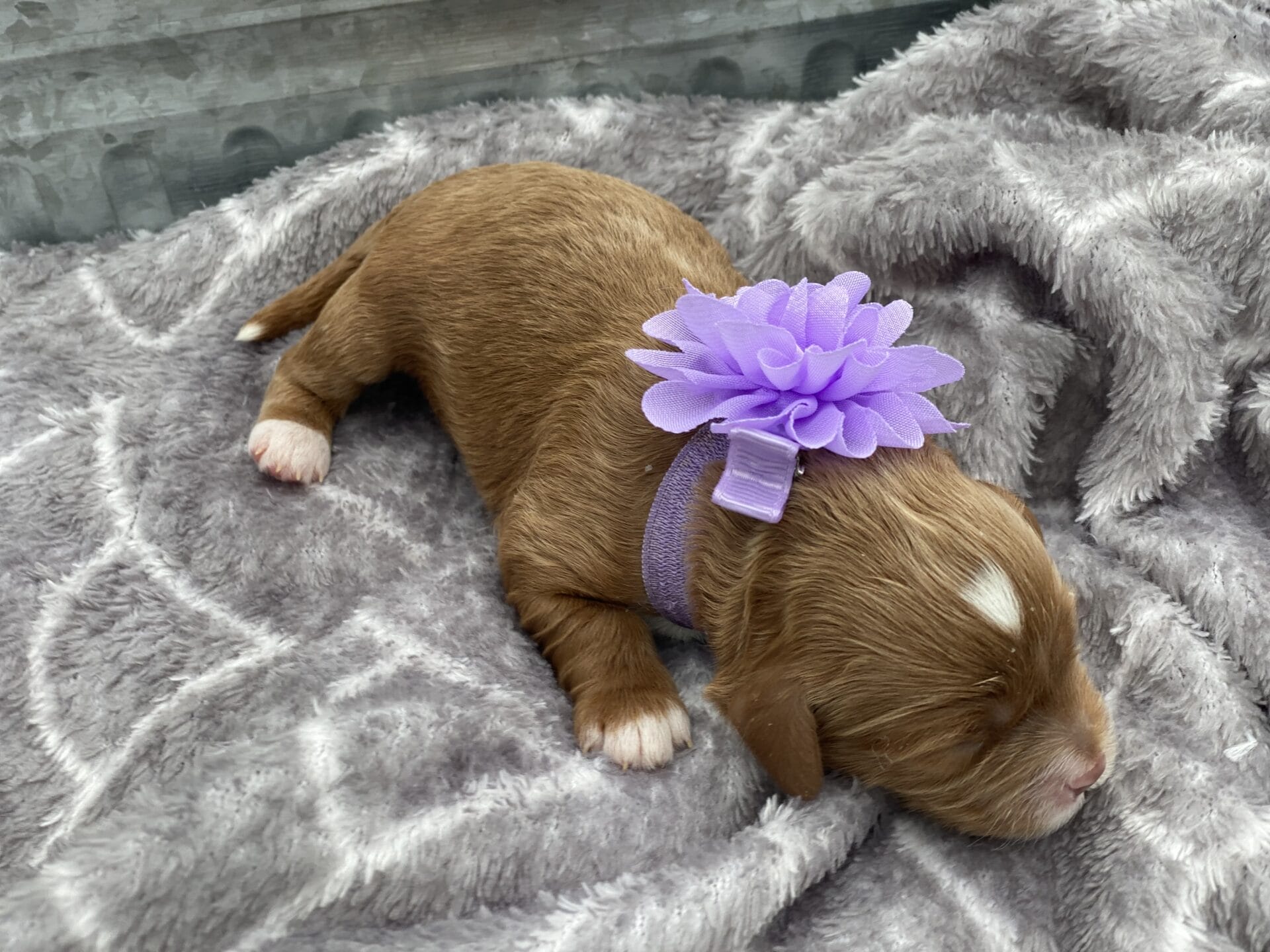 Cookie - Micro Cavapoo Girl - Image 2