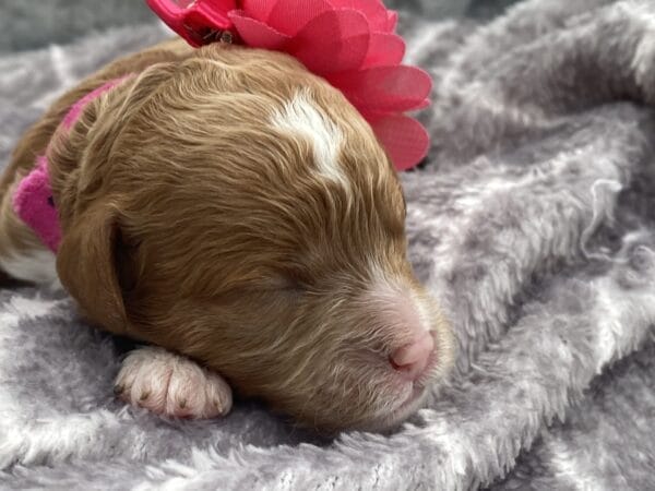Nilla - Micro Cavapoo Girl - Image 2