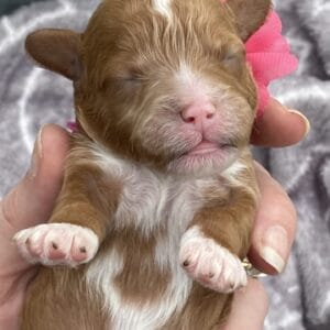 Nilla - Micro Cavapoo Girl