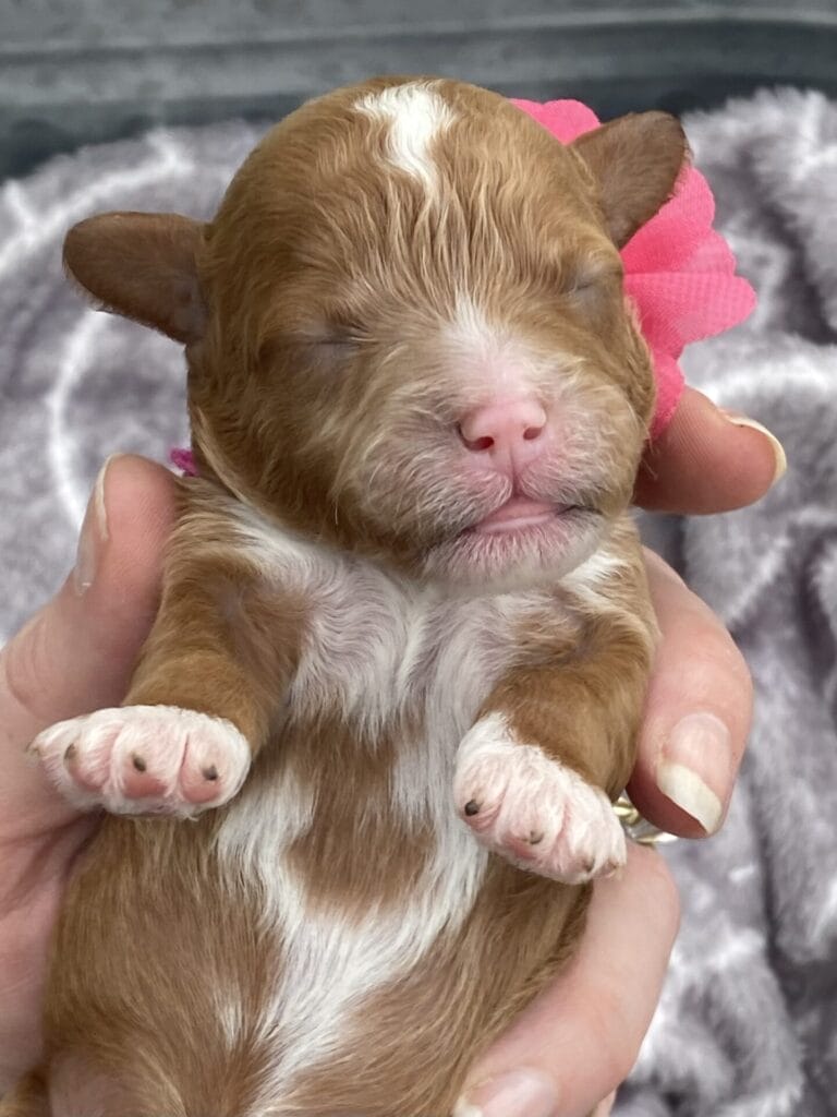 Nilla - Micro Cavapoo Girl