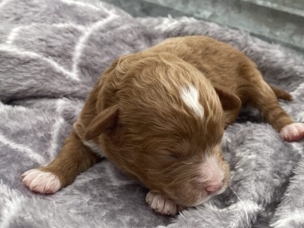 Napoleon - Micro Cavapoo Boy - Image 6