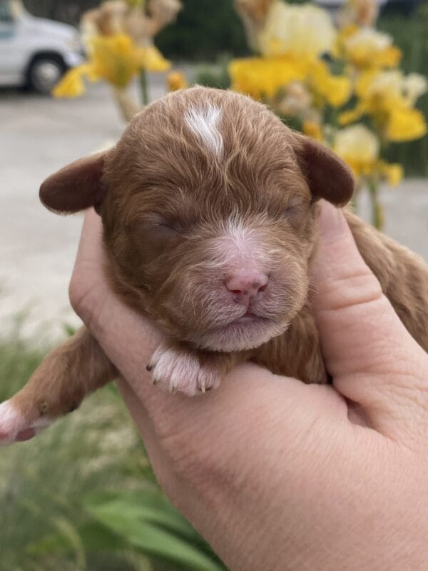 Napoleon - Micro Cavapoo Boy - Image 3