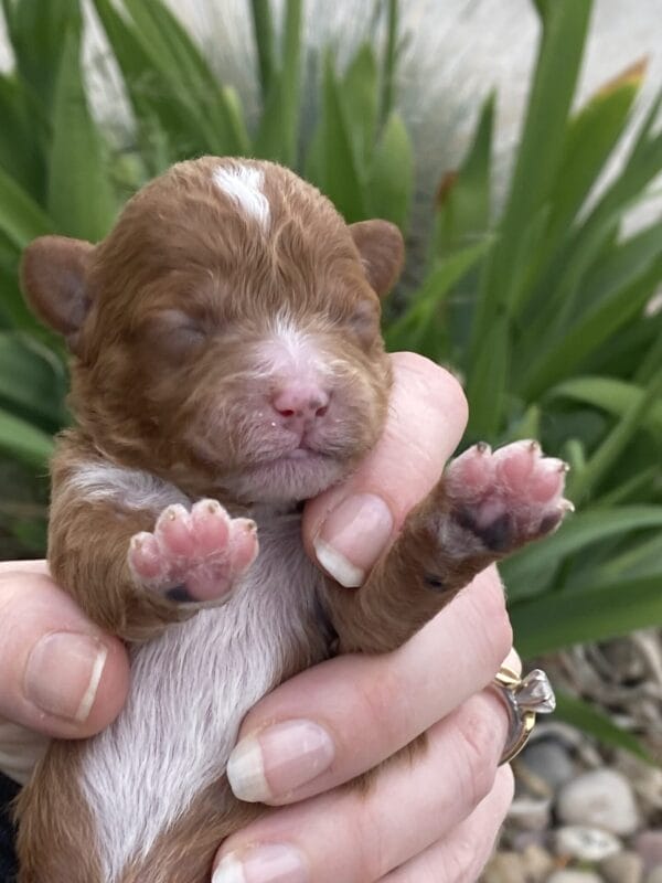 Napoleon - Micro Cavapoo Boy - Image 7