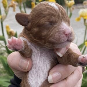 Napoleon - Micro Cavapoo Boy