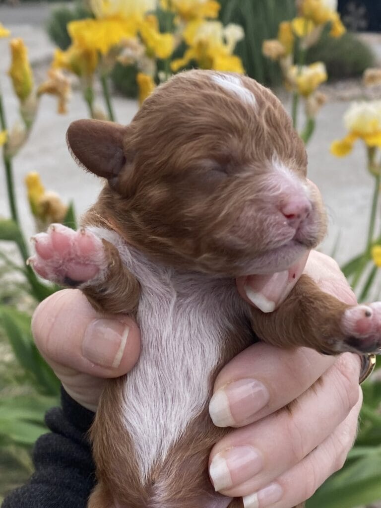 Napoleon - Micro Cavapoo Boy