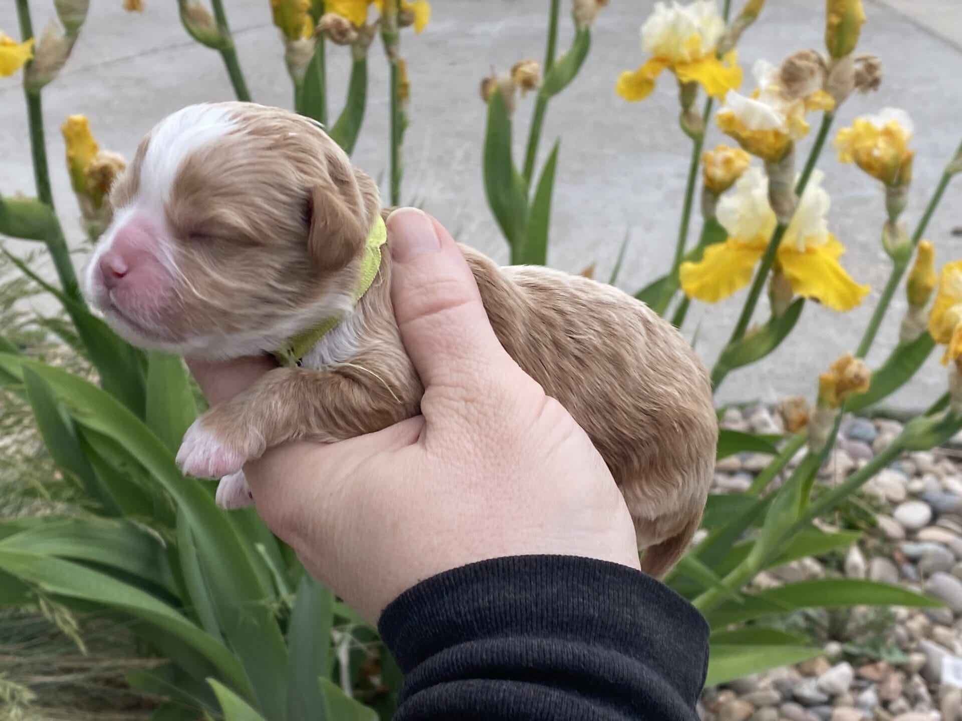 Roady - Micro Cavapoo Boy - Image 7