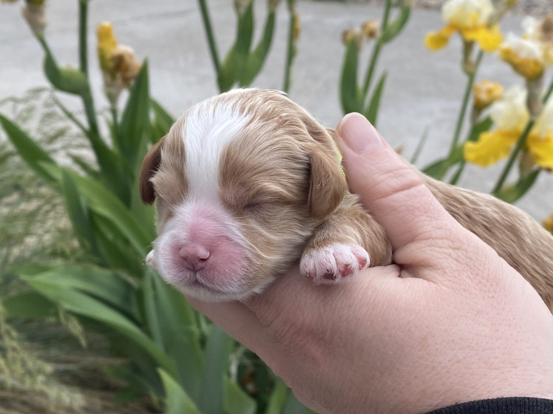 Roady - Micro Cavapoo Boy - Image 4