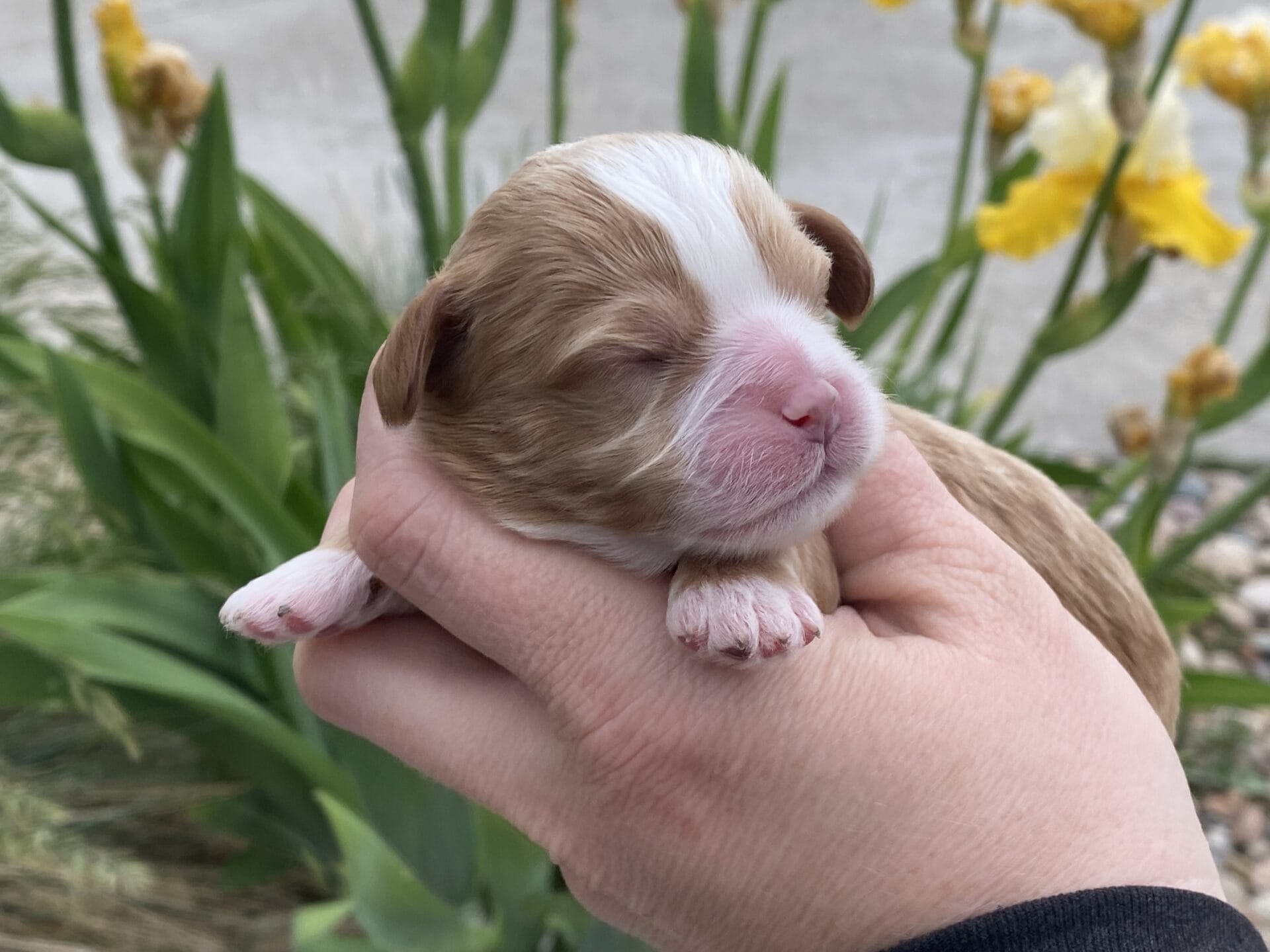 Roady - Micro Cavapoo Boy - Image 6