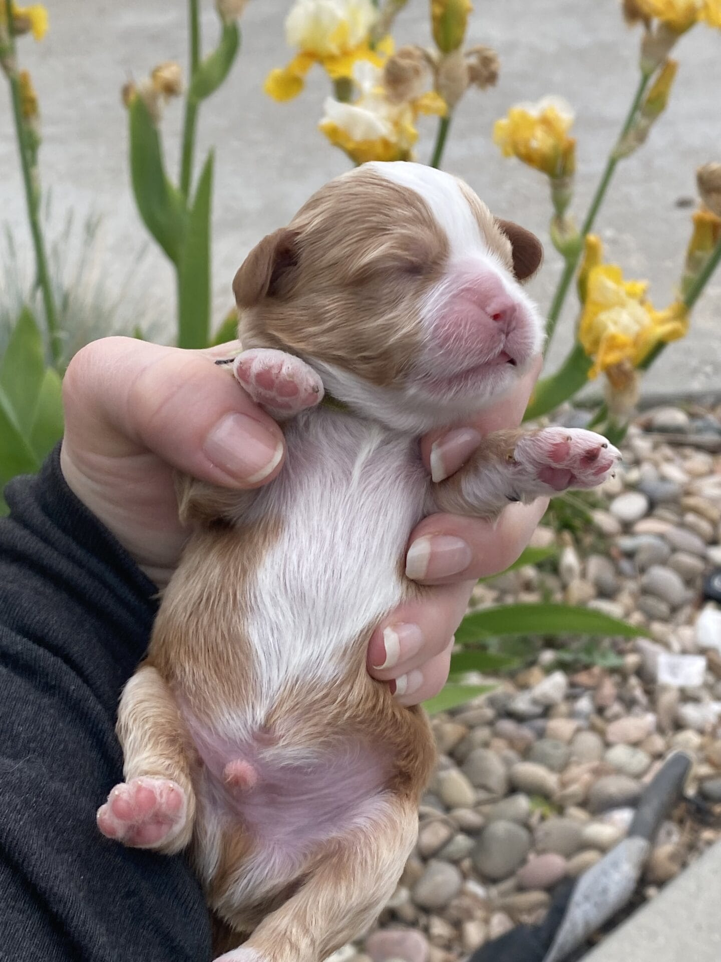 Roady - Micro Cavapoo Boy - Image 3