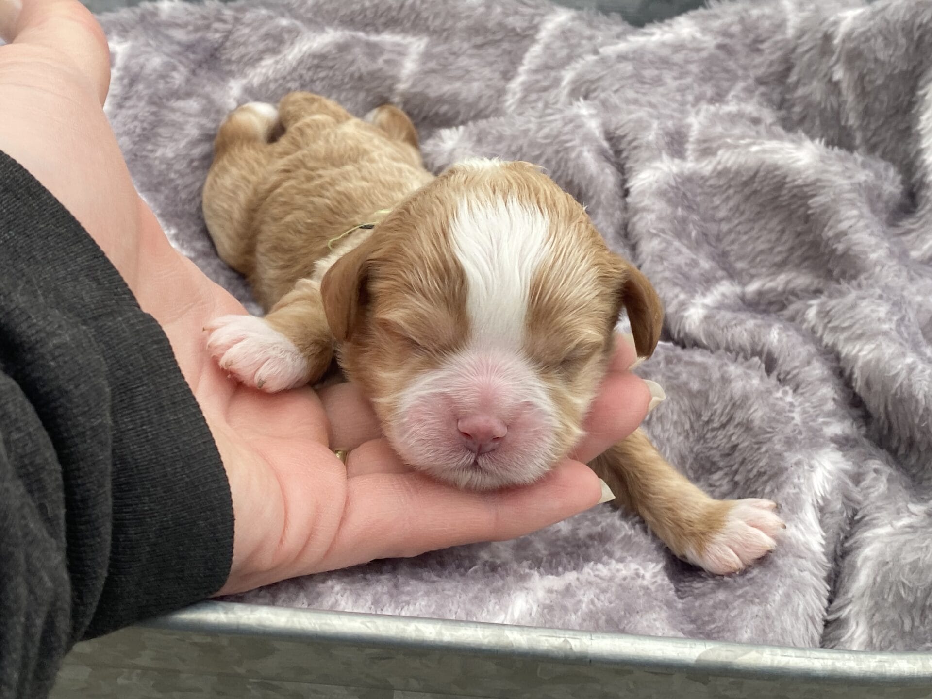 Roady - Micro Cavapoo Boy - Image 8