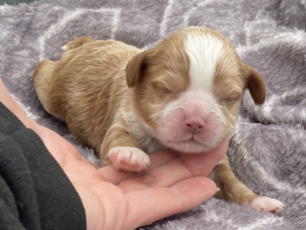 Roady - Micro Cavapoo Boy