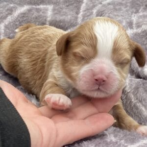 Roady - Micro Cavapoo Boy
