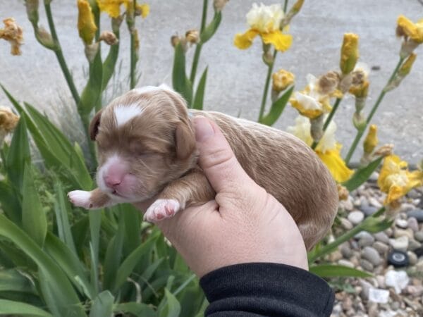 Oreo - Micro Cavapoo Boy - Image 6
