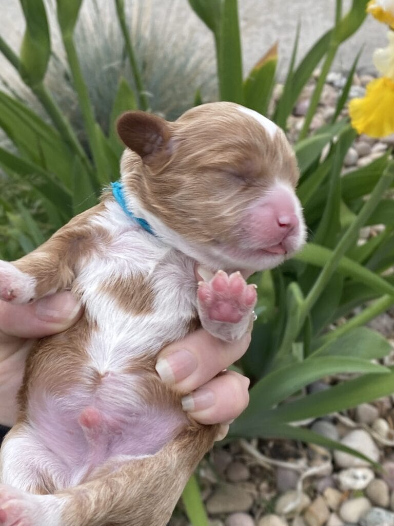 Oreo - Micro Cavapoo Boy