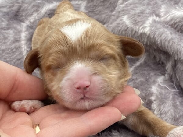 Oreo - Micro Cavapoo Boy - Image 5