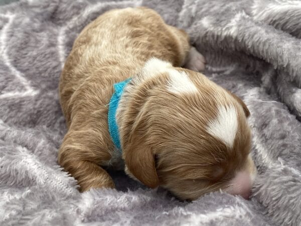 Oreo - Micro Cavapoo Boy - Image 3