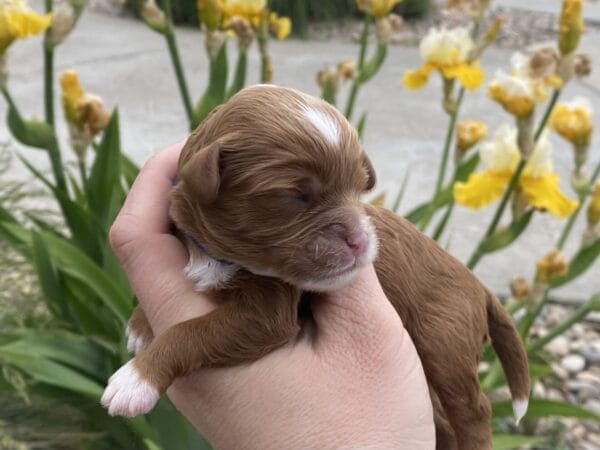 Rocky - Micro Cavapoo Boy - Image 7
