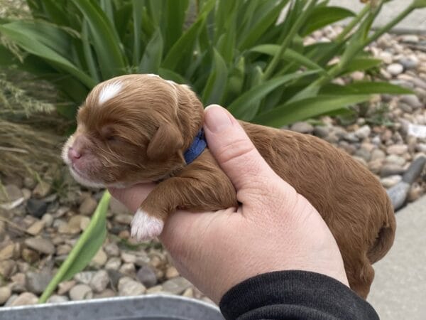 Rocky - Micro Cavapoo Boy - Image 6