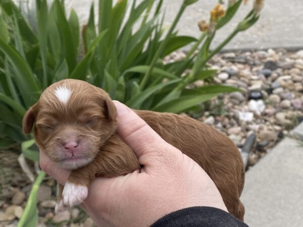 Rocky - Micro Cavapoo Boy - Image 2