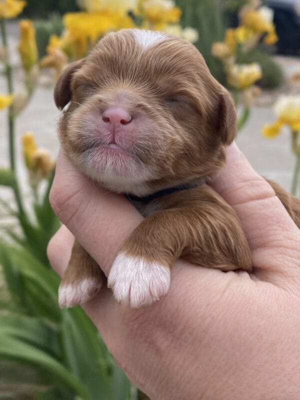 Rocky - Micro Cavapoo Boy - Image 8