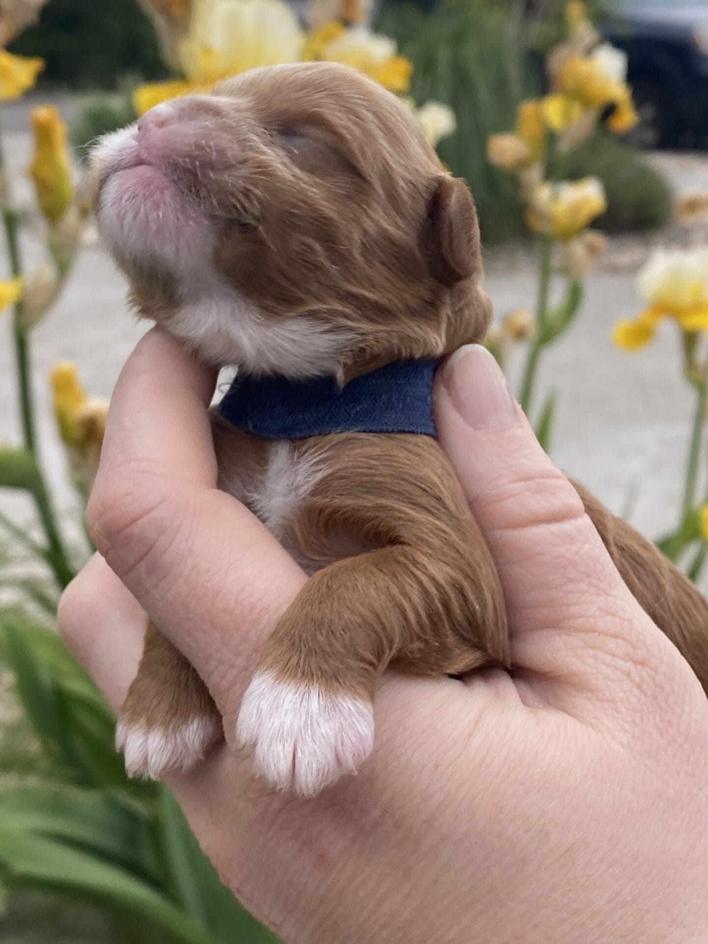 Rocky - Micro Cavapoo Boy - Image 3