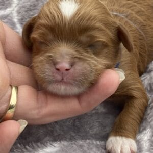 Rocky - Micro Cavapoo Boy
