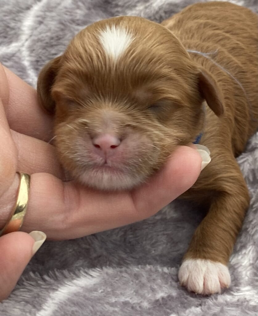 Rocky - Micro Cavapoo Boy
