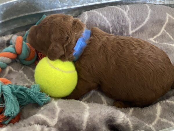 Barkley - Toy Goldendoodle Boy - Image 2