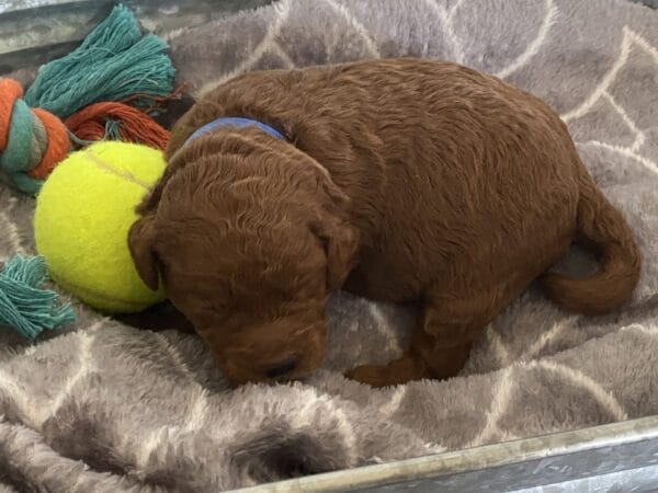 Barkley - Toy Goldendoodle Boy - Image 5