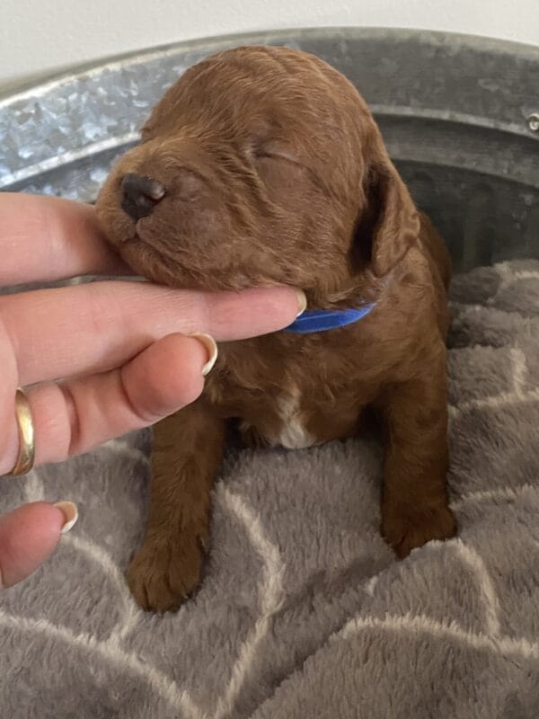 Barkley - Toy Goldendoodle Boy - Image 6