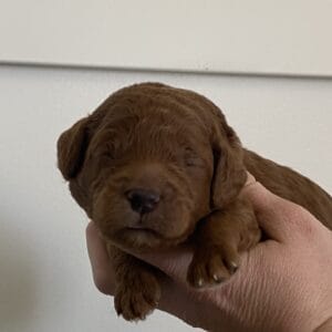 Barkley - Toy Goldendoodle Boy