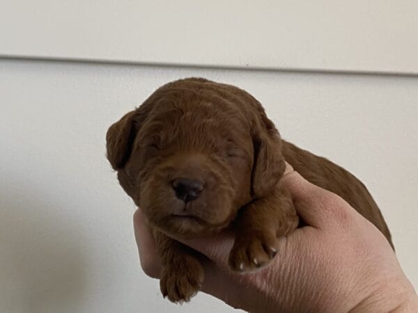 Barkley - Toy Goldendoodle Boy - Image 3
